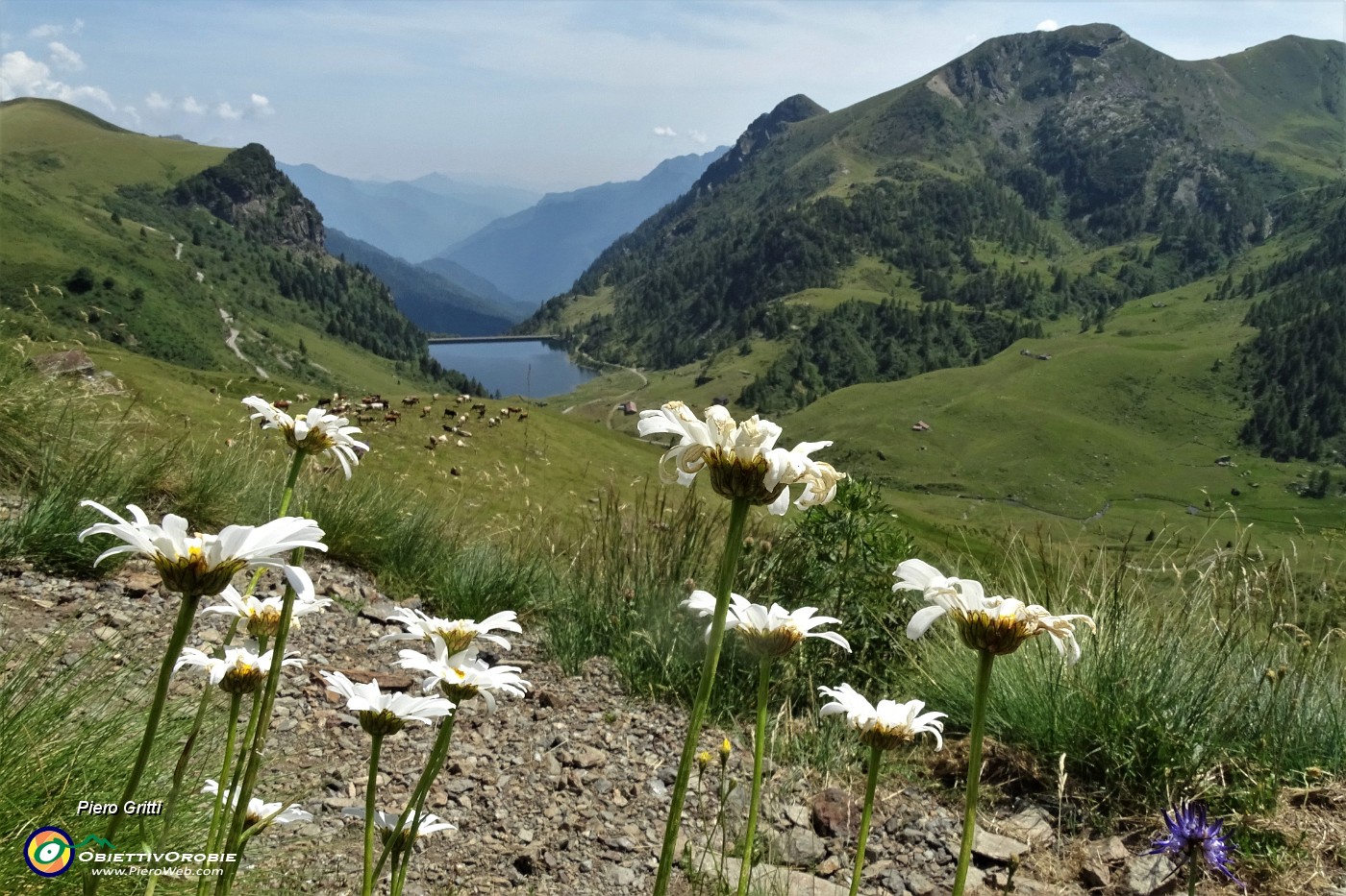 99 Margherite con vista sul Lago di Valmora.JPG -                                